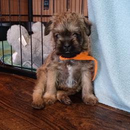 Rory - Belge male Brussels Griffon puppy in Berkeley Springs, West Virginia from Turkey Ridge Brussels Griffons
