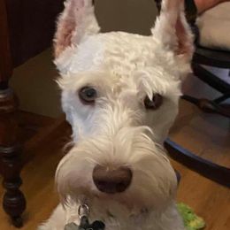 Miniature Schnauzers from Julie Drewnoski's Miniature Schnauzer