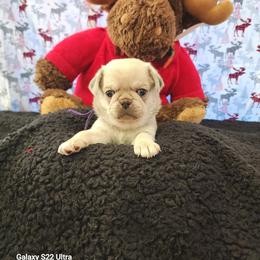 Ebenezer white - White male Pug puppy in Young, Arizona from Cactus Pugs & Hugs