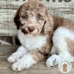 Goldendoodle Puppies from Flair Doodles