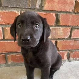Labrador Retriever Puppies from Duck Creek Kennels