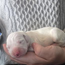 Poseidon (gray) - White and black male Dalmatian puppy in Palmer, Massachusetts from Delaney's Dalmatians 2