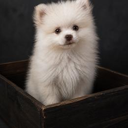 Kinsley - Wolf sable female Pomsky puppy in Amarillo, Texas from Pom Pom Pomskies