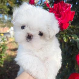 Frost - White male Maltese puppy in Orlando, Florida from Denise’s Puppies