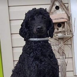 Aussiedoodle and Labrador Retriever Puppies from Stone Shoe Ranch Aussiedoodles