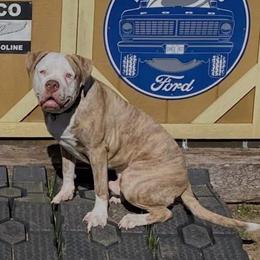 Alapaha Blue Blood Bulldog puppies from Eclipse Alapaha Kennels