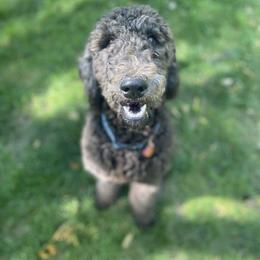 Bernedoodle and Goldendoodle All Grown Up from A.N.A. Doodles