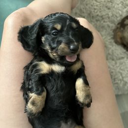 Lisbon - Black and cream Dachshund puppy in Sacramento, California from El Dachshunds