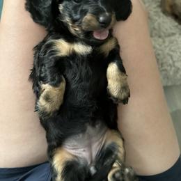 Lisbon - Black and cream Dachshund puppy in Sacramento, California from El Dachshunds