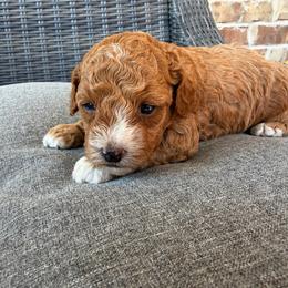 Blaze - Red  male Poodle puppy in Saginaw, Texas from Pawcious Poodles