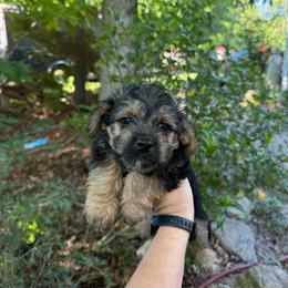 Cindy - Black and tan female Yorkipoo puppy in Henderson, North Carolina from Dorans Danes and Doodles