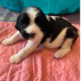PIPPA - Black and white female English Springer Spaniel puppy in Sherwood, Oregon from Cherri's English Springer Spaniels