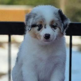 Lindt - Blue merle female Australian Shepherd puppy in Maryland from Lake Shore Australian Shepherds