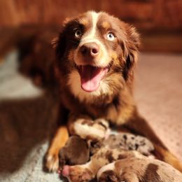 Miniature American Shepherds from Skillet Creek Farm Aussies