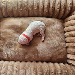 Little Red Corvette - White male Poodle puppy in Athens, Texas from Pruitt Family Kennels