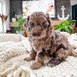 S ..A ..L ..L ..Y - Merle female Shihpoo puppy in Hooper, Utah from Anchor Dogs