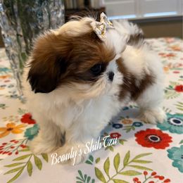 Red Velvet- Sold - Red and white female Shih Tzu puppy in Manteca, California from Beauty's Shih Tzu (California)