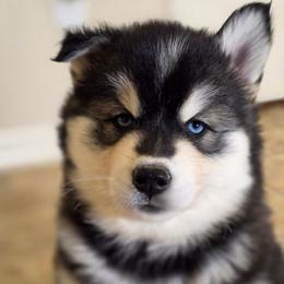 Aurora - Black and white female Siberian Husky puppy in Sacramento, California from Limitless Huskies