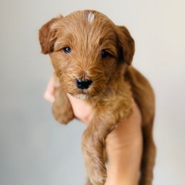 Duke - Apricot male Goldendoodle puppy in Auburn, Indiana from Martin’s Doodles