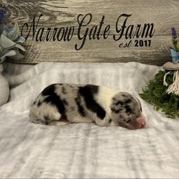 Blair - White and blue merle female Border Collie puppy in Moody, Texas from Narrow Gate Farm