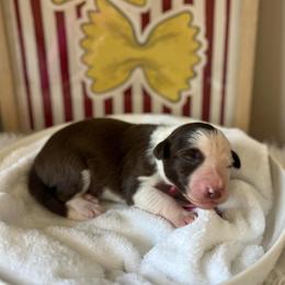 Penne - White and red female Bordoodle puppy in Valley Center, California from Circle R Valley Bordoodls