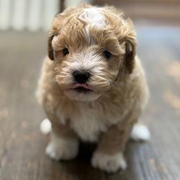 Madden - Red male Maltipoo puppy in Lebanon, Kentucky from Mosaic Merle Doodles