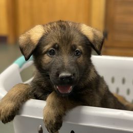 German Shepherd Puppies from Eisenkraft K9’s