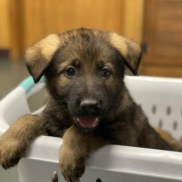 German Shepherd Puppies from Eisenkraft K9’s