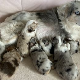 Miniature Australian Shepherds from Bliss Witch Ranch