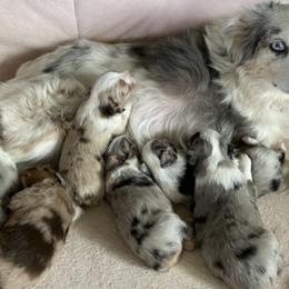 Miniature Australian Shepherds from Bliss Witch Ranch