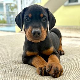 Doberman Pinscher Puppies from Devoted Doberman