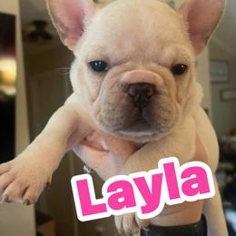 Layla - Cream female French Bulldog puppy in Seneca, South Carolina from Burrell’s Bulldog Kingdom