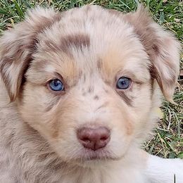 Australian Shepherds from Eagle Valley Australian Shepherds