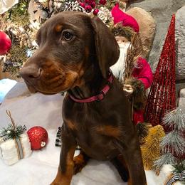 Violet - Red and rust female Doberman Pinscher puppy in Anderson, Indiana from Legendary Kennels