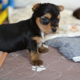 Yorkshire Terrier Puppies from pupstatenewyorkies