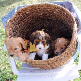 Bernedoodle, Bernese Mountain Dog, Cavapoo, Goldendoodle, and Poodle Puppies from Happy Valley Puppies