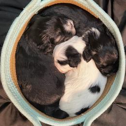 Lowchen puppies from Magick Lowchen
