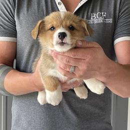 Tulip - Female 3 - Red female Pembroke Welsh Corgi puppy in Jefferson, South Carolina from Blue Creek Farms