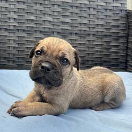 Boy 1 - Fawn male Cane Corso puppy in Perris, California from P1 Family Canines