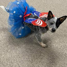 Australian Cattle Dog Puppies from Indigojos Australian Cattle Dogs