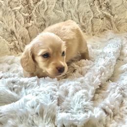 Draco - Cream male Dachshund puppy in Casper, Wyoming from Daisy's Doxies
