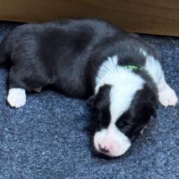 Green collar - Black and white male Cardigan Welsh Corgi puppy in Omaha, Arkansas from DnD Corgis