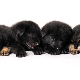 German Shepherd Puppies from Dogsport K9's
