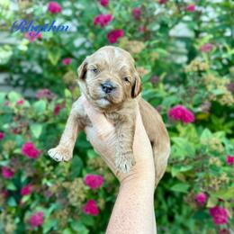 Rhythm - Red male Cavapoo puppy in Midland, Michigan from Northern Charm Farm