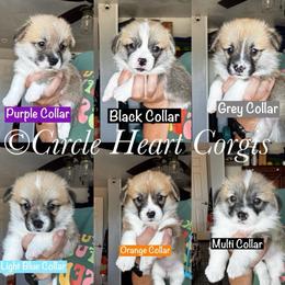 Black Collar - Red male Pembroke Welsh Corgi puppy in Anza, California from Circle Heart Corgis