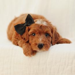 Julius - Red  male Goldendoodle puppy in Rio Linda, California from GoldendoodlePaw