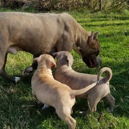 American Pit Bull Terrier Puppies from Kaotic APBTs