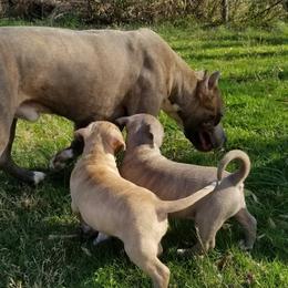 American Pit Bull Terrier Puppies from Kaotic APBTs