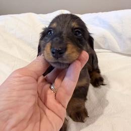Lazlo - Dapple male Dachshund puppy in Town Creek, Alabama from PapaDox Miniature Dachshunds