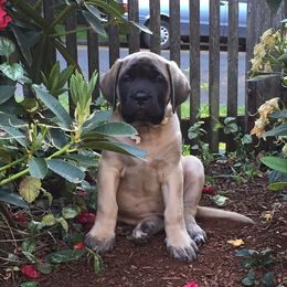 Mastiffs from Mystic Mountain Mastiffs